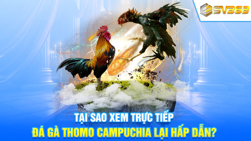 Tại sao xem trực tiếp đá gà Thomo Campuchia lại hấp dẫn?